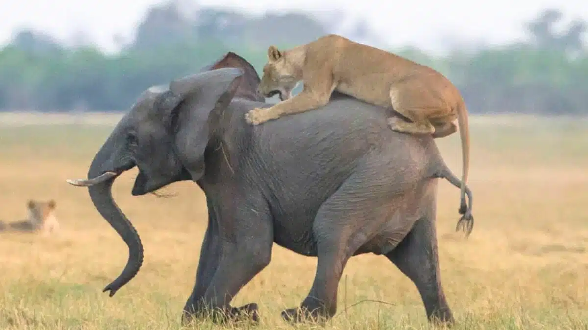 Lion Snatch Elephant Baby when Mother was not Looking