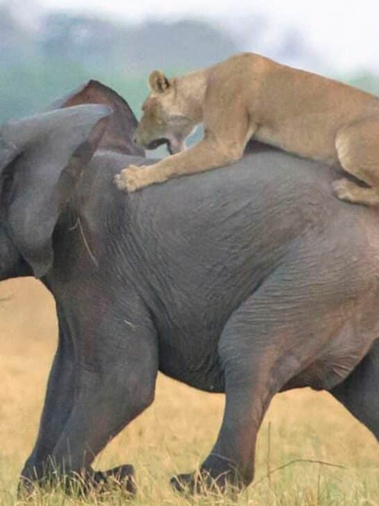 Watch as Lion Snatch Elephant Baby when the Mother was not Looking