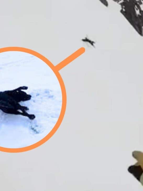 Dog tries to Join Snowboarder, Goes Tumbling Down the Slope