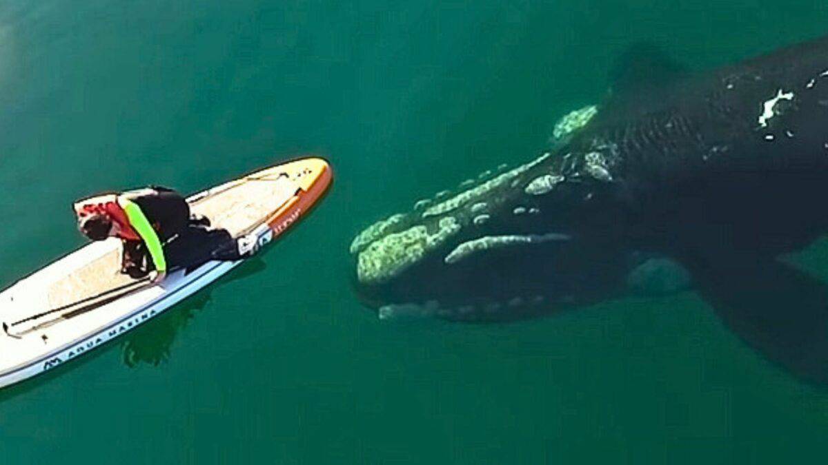 Whale Approaches Paddle Boarder