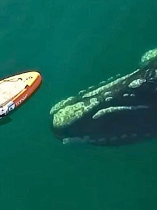Watch Incredible Footage: Giant Whale Approaches Unsuspecting Paddle Boarder