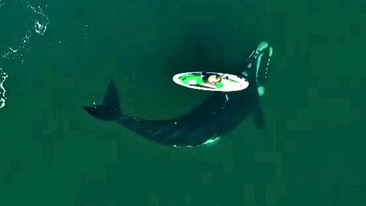 Whale Approaches Paddle Boarder