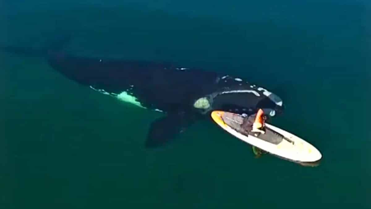 Whale Approaches Paddle Boarder