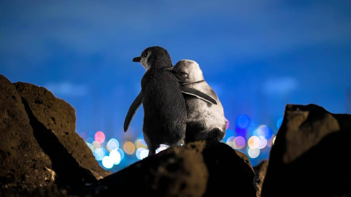 Widowed Penguins Admiring Melbourne