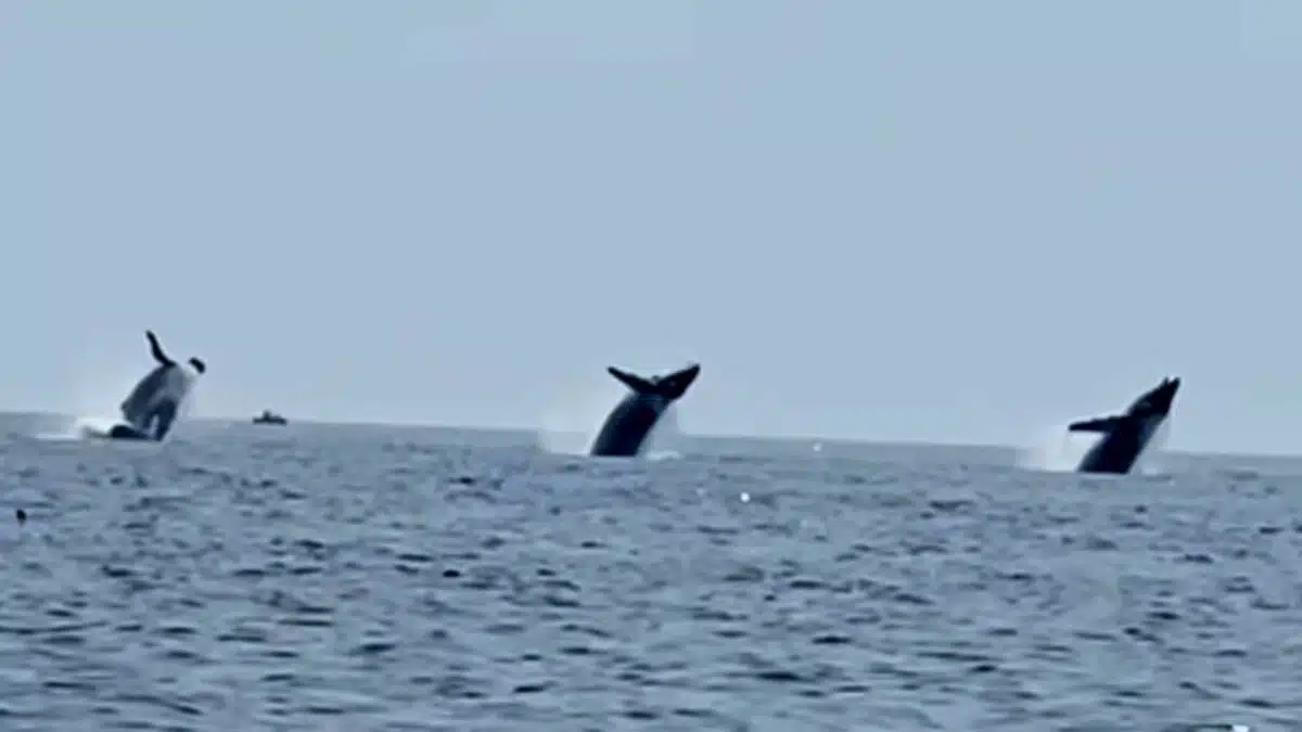 Three Whales Breach