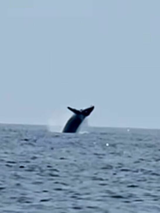 Watch Epic Moment Three Whales Breach in Unison