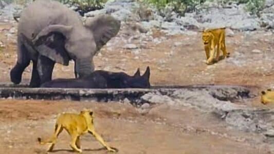 Heroic Elephant Tries to Rescue Rhino from Lions