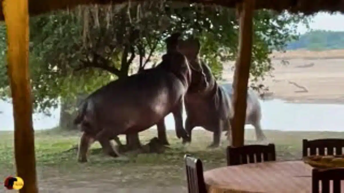 Angry Hippos Fight
