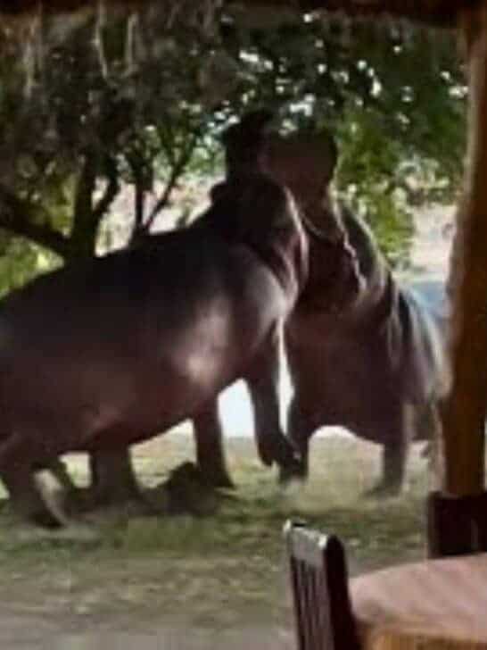 Angry Hippos Fight Inside Private Camp