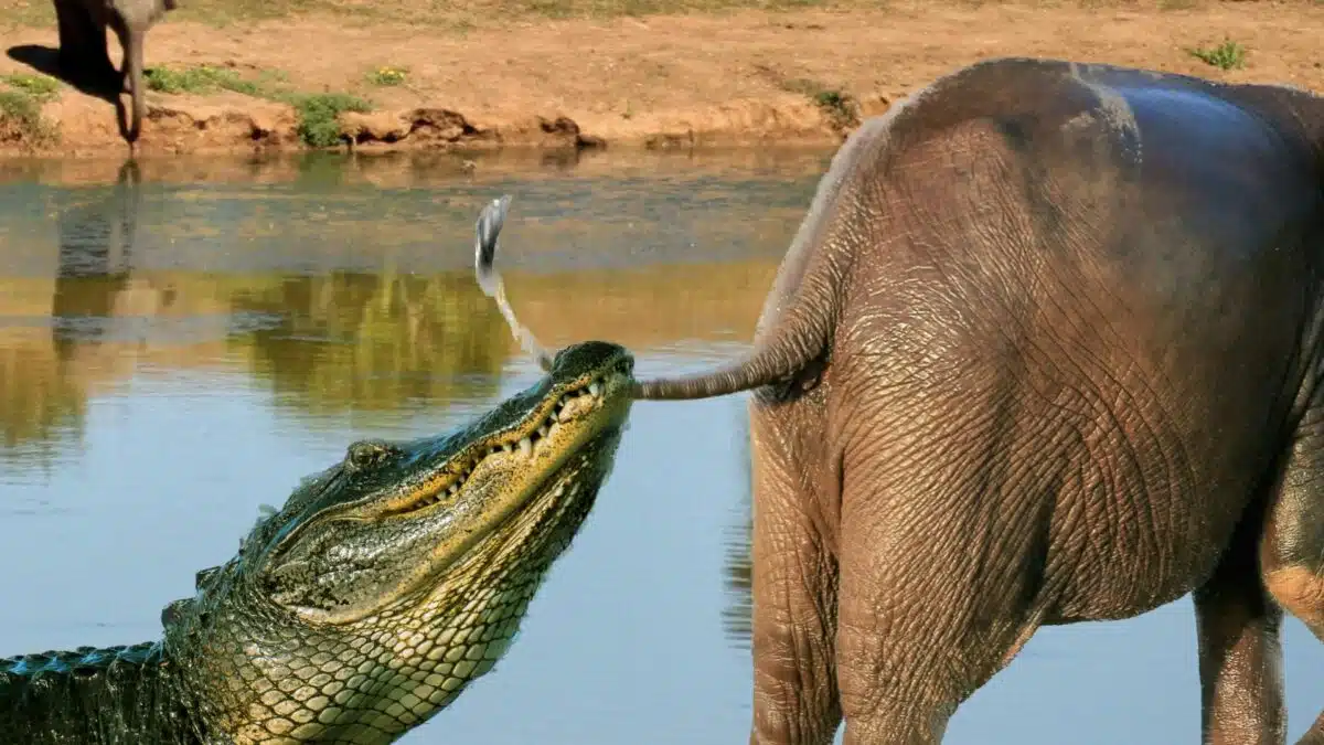 Elephant Swings Crocodile