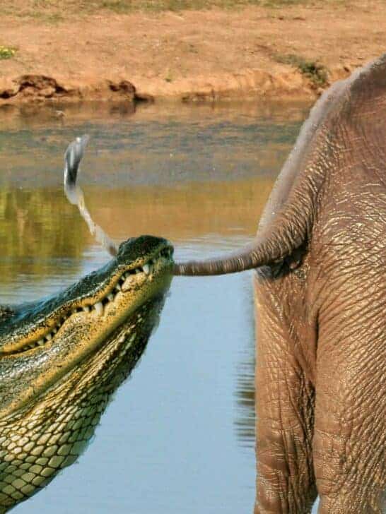 Elephant Swings Crocodile In Defense