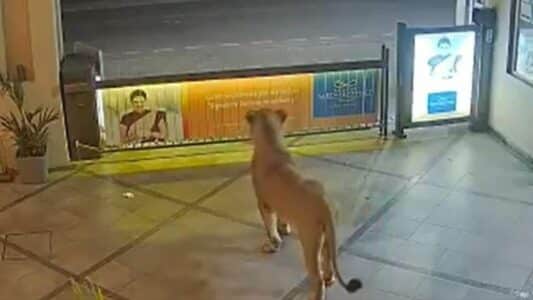 Lion Wanders into a Five-Star-Hotel in Gujarat