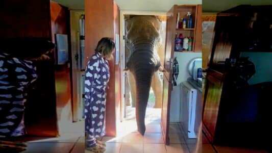 Elephant Visits Family for Breakfast &ndash; Shocks Homeowners