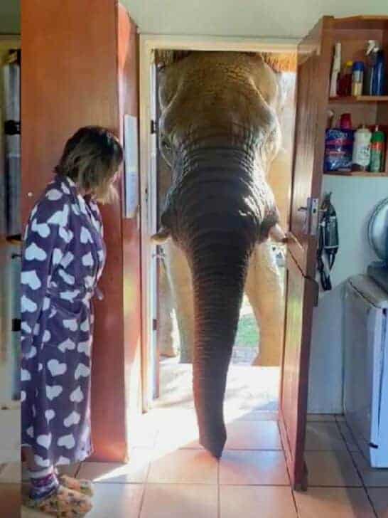 Elephant Visits Family for Breakfast – Shocks Homeowners