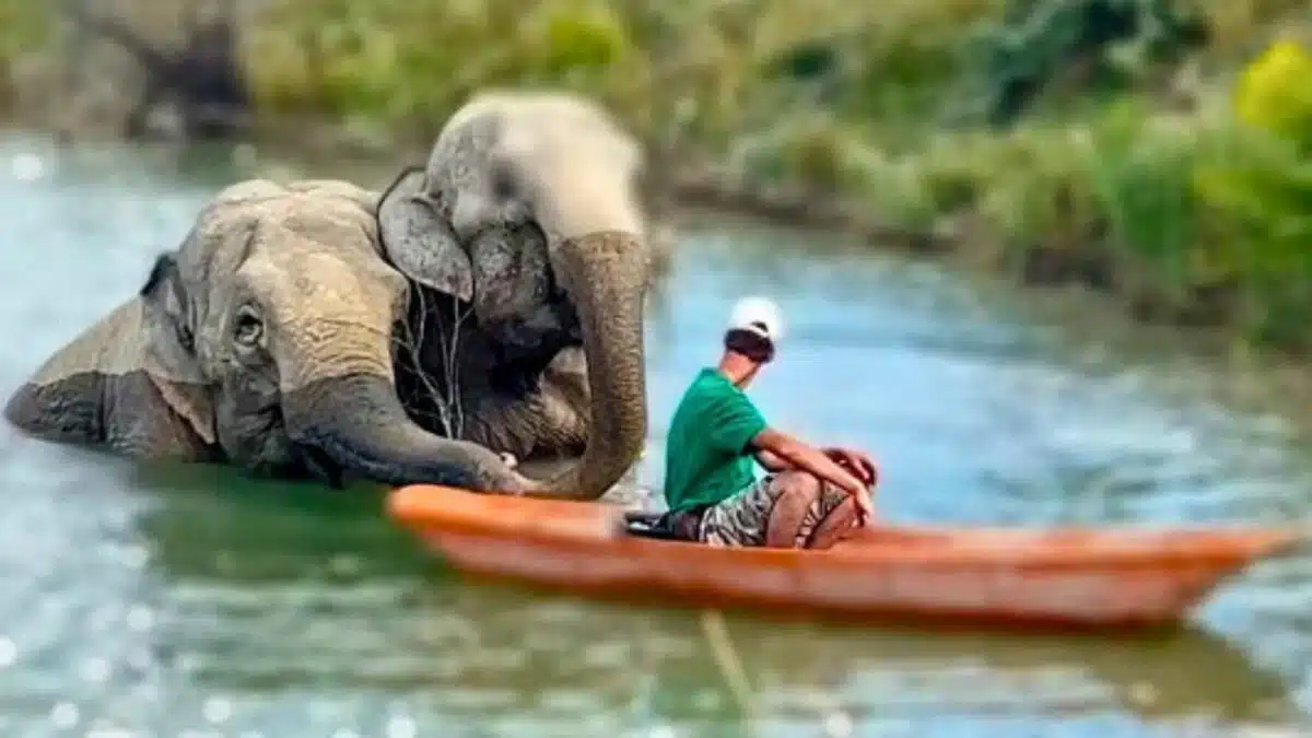 Elephants Join Man on Boat