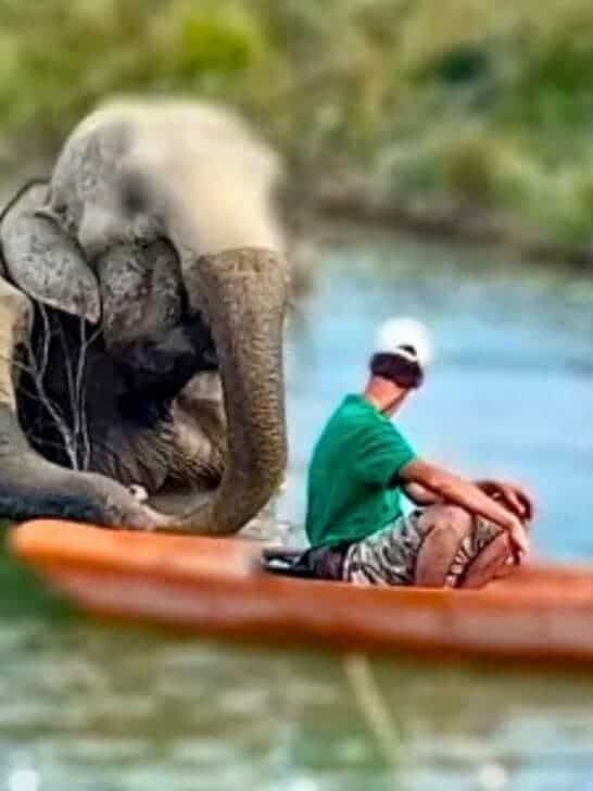 Watch: Elephants Join Man on Boat