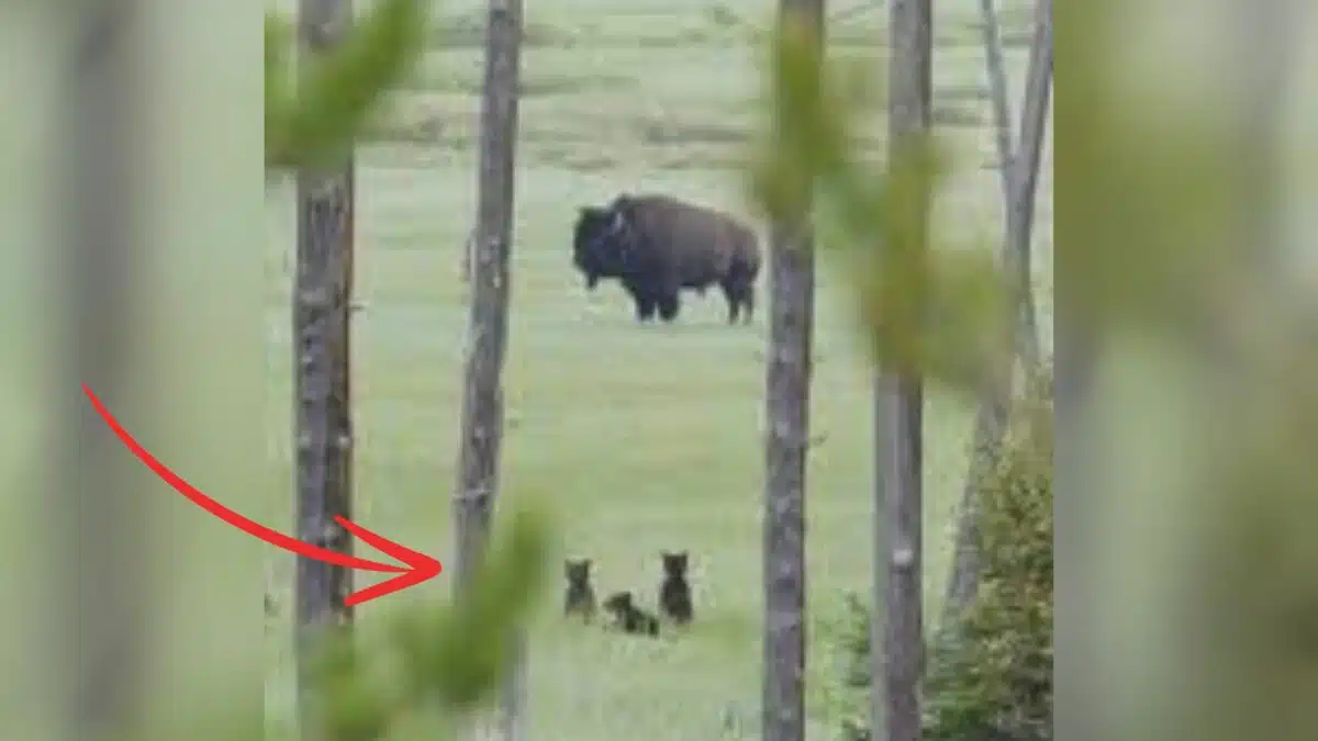 Bear Cubs See Bison