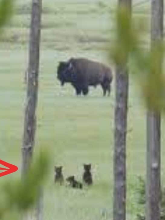 Watch: Mesmerized Bear Cubs See Bison for the First Time