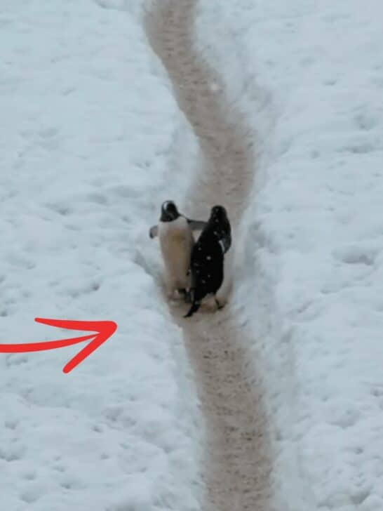 Penguin Missed &lsquo;One Way&rsquo; Walking Rule Causes Funny Traffic Jam