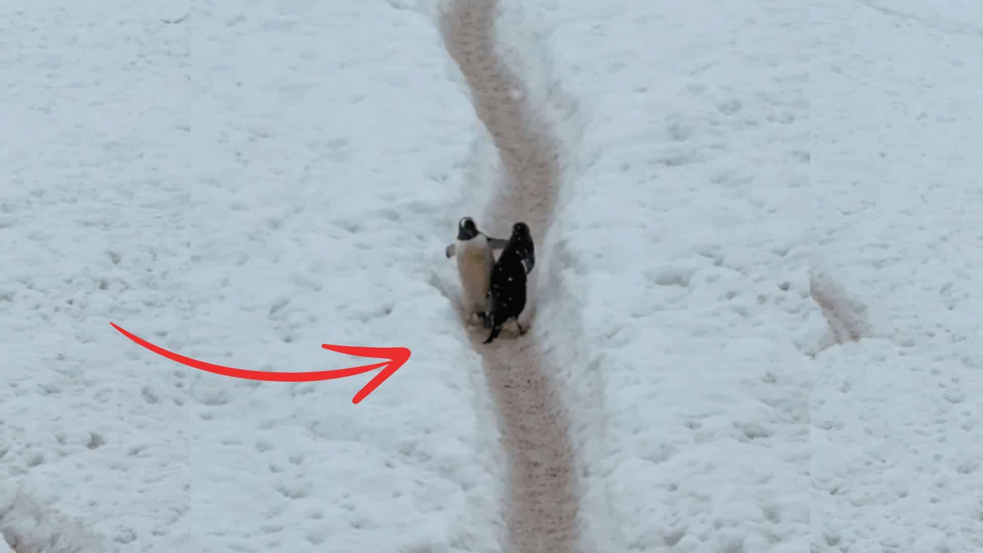 Penguin Walking Rule