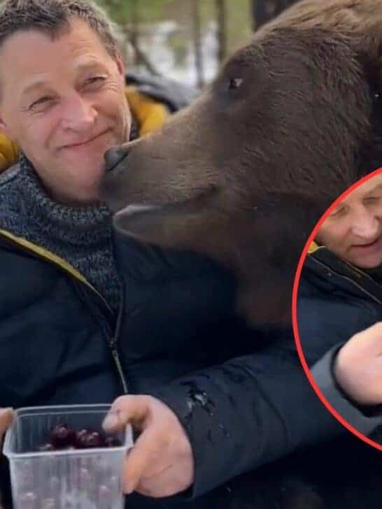 Watch Man Shares Box of Cherries with Huge Brown Bear; Bear Takes Cherry from Man&rsquo;s Lips
