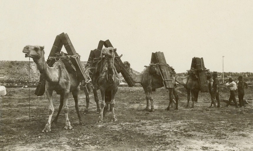 Camels carrying