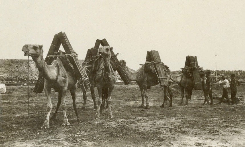 Camels carrying