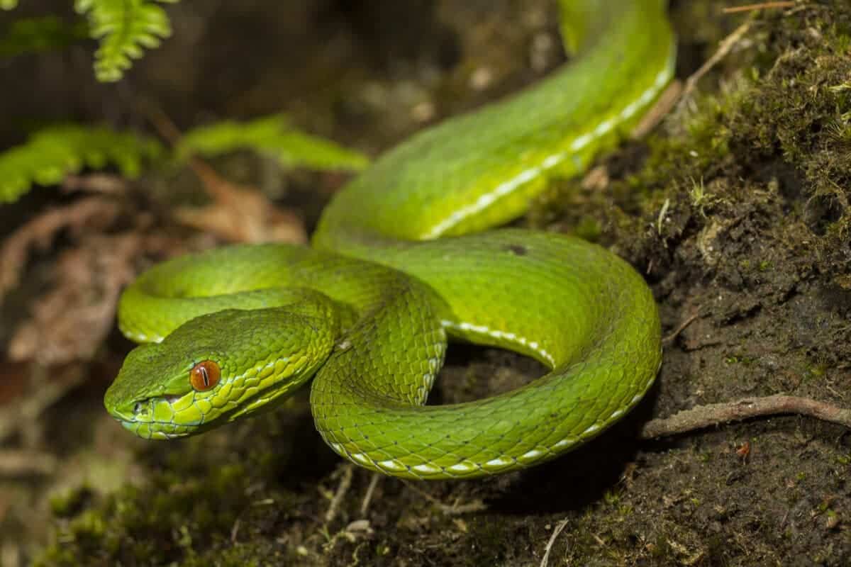 green tree viper