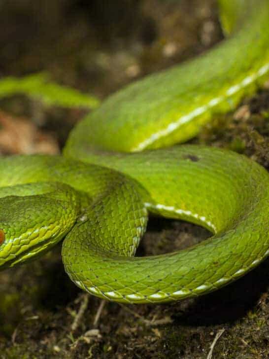Largest Green Tree Viper Ever Recorded