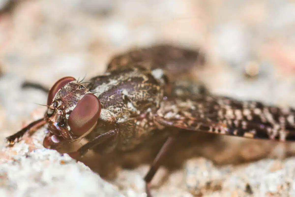 Tsetse Flies