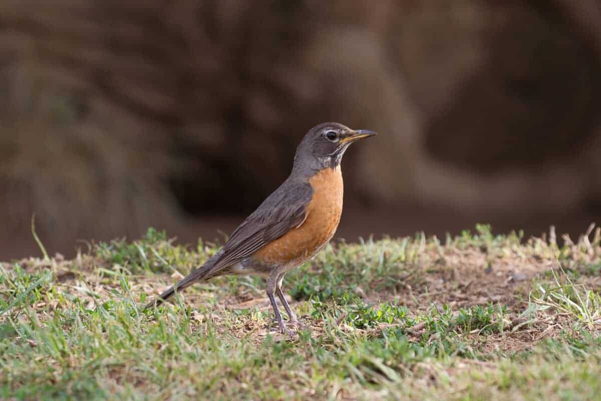 american robin