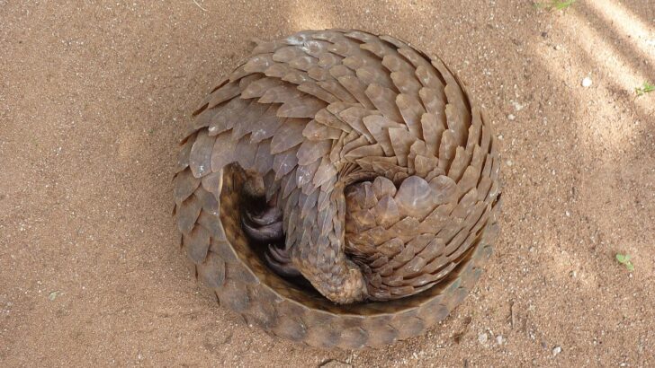 Pangolins The World’s Most Trafficked Mammals Need Our Help