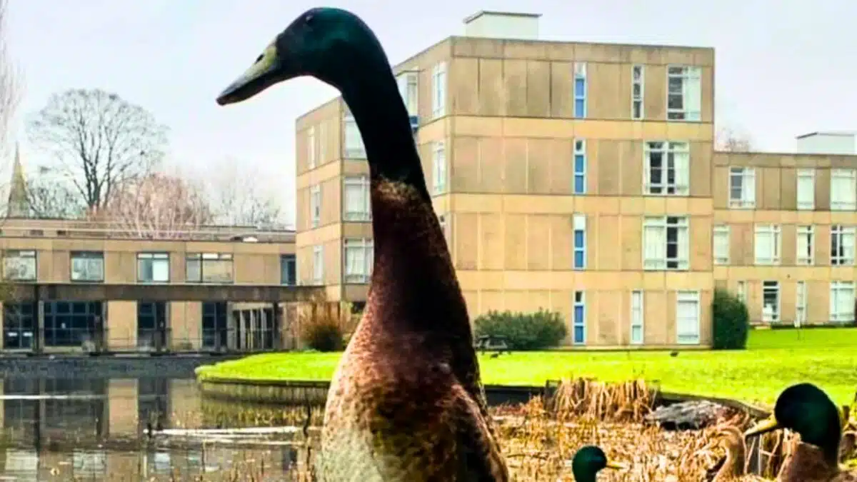 the tallest duck in the world