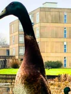 the tallest duck in the world