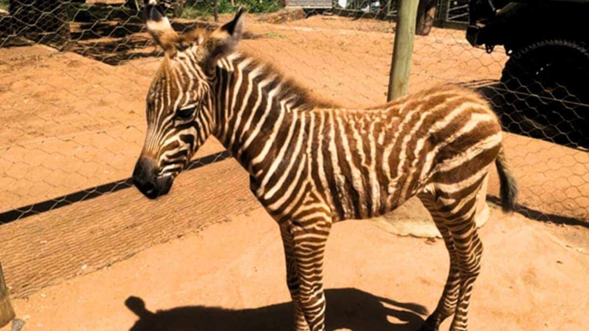 baby zebra 