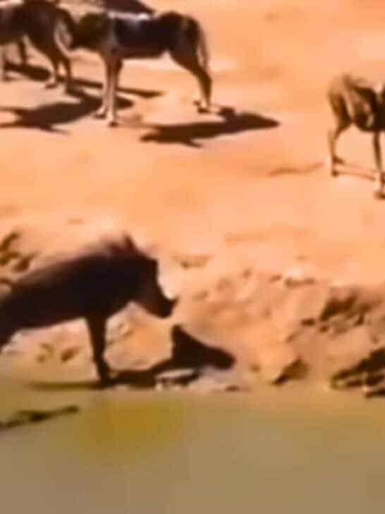 Watch: Crocodile Makes Surprise Attack on Warthog Facing a Pack of Hyenas