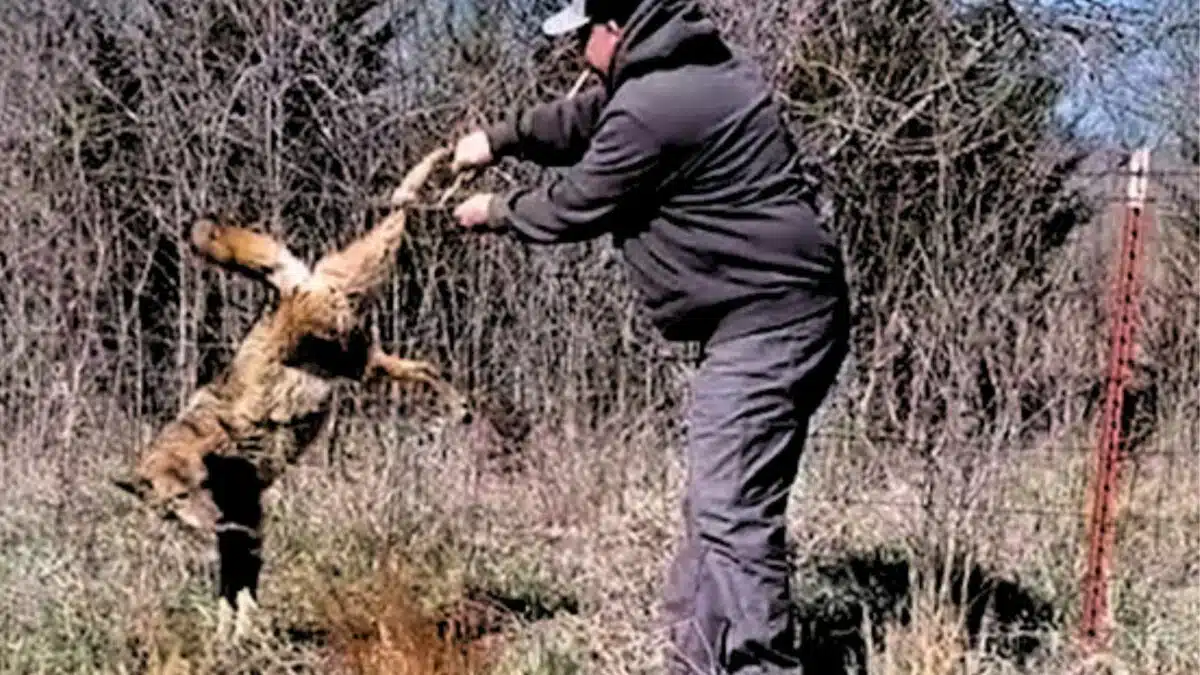 man saves coyote