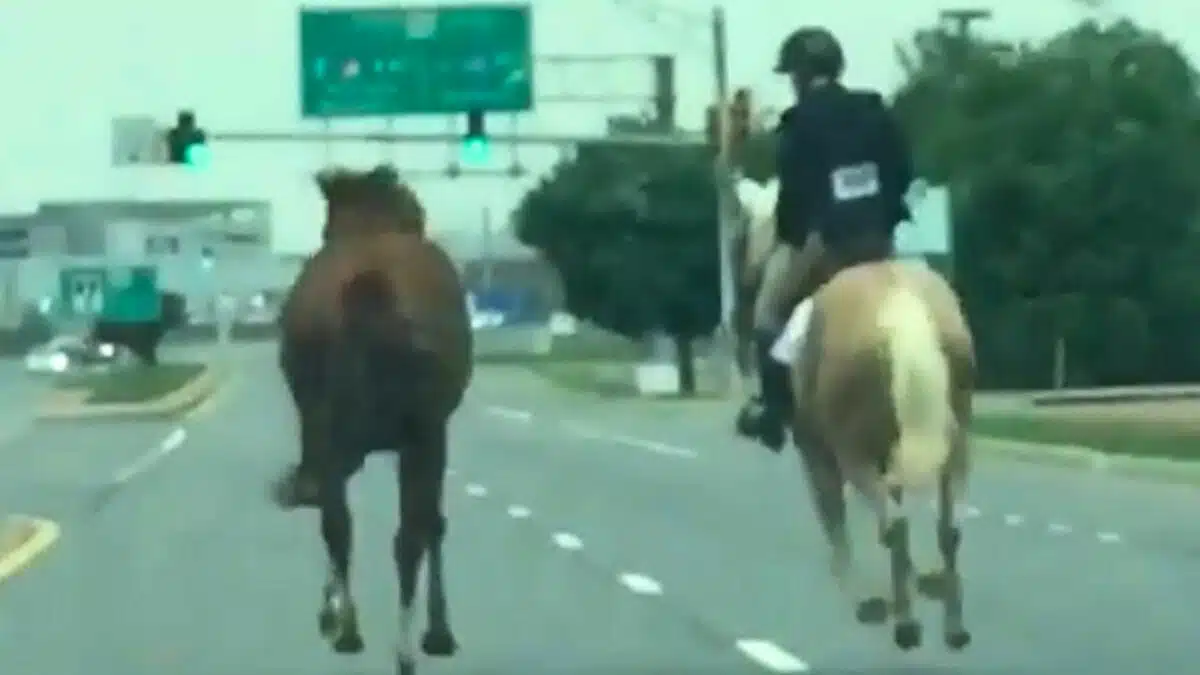 horse on highway