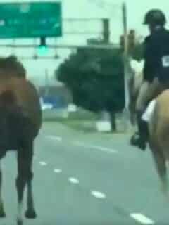 horse on highway