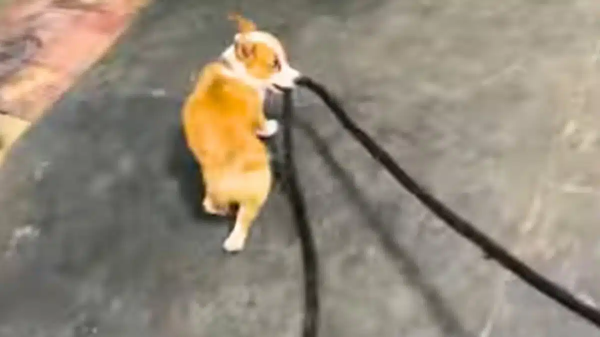 baby corgi puppy walks horse