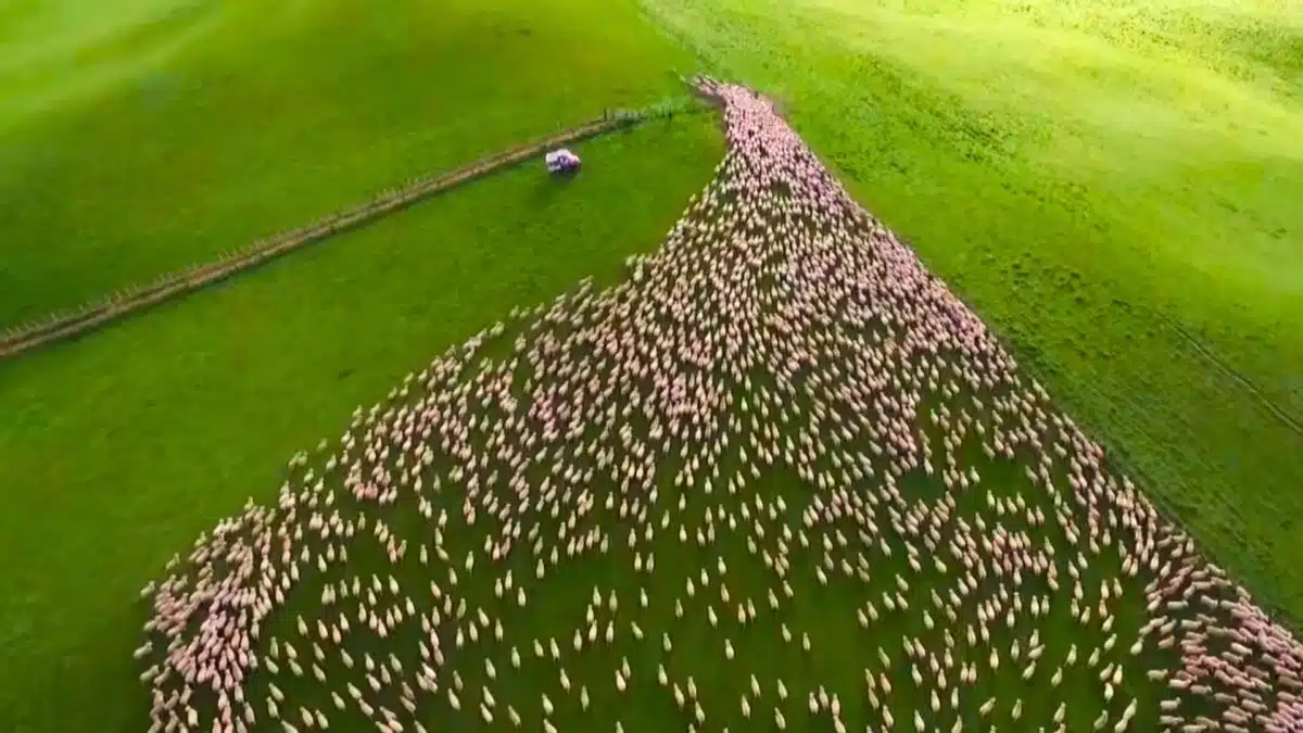 sheep being herded seen from the sky