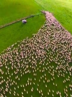 sheep being herded seen from the sky