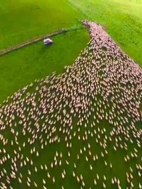 Must-See: Mind-Blowing Drone Shots of Sheep Being Herded