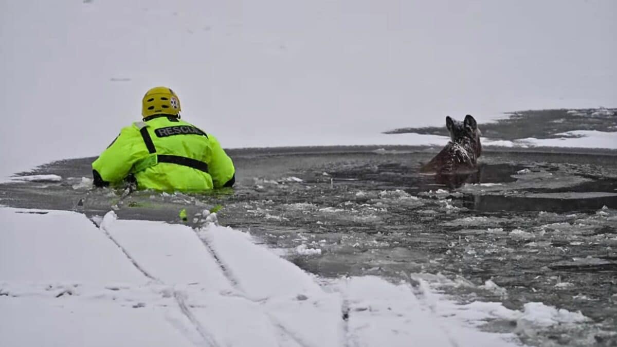 deer rescued at the last minute