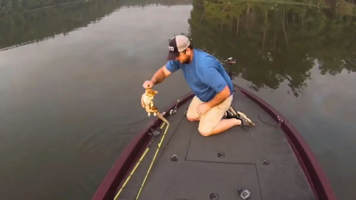 fisherman catches baby kittens