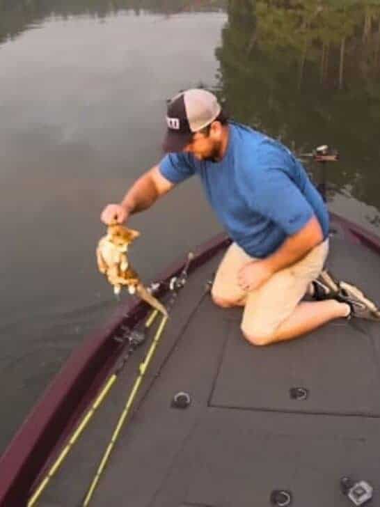 Rare Video: Surprised Fisherman Catches Baby Kittens