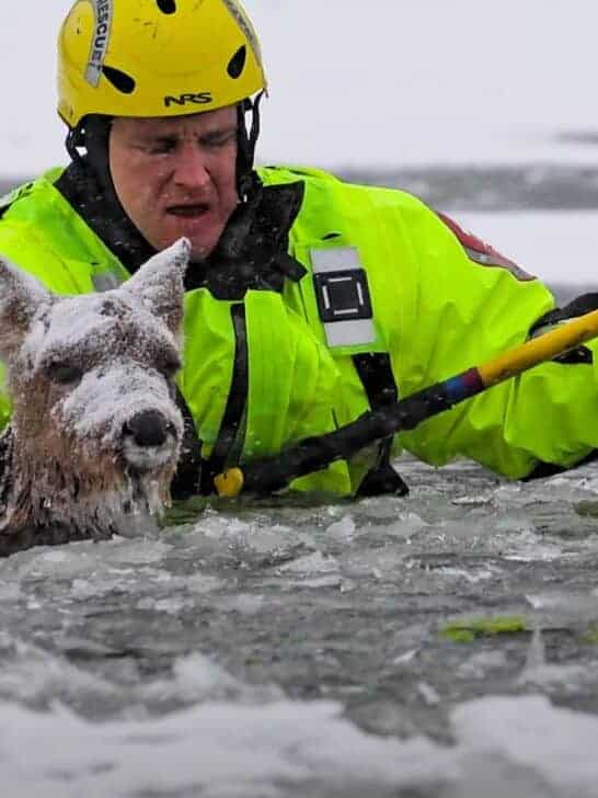 Deer Fallen Through Ice Gets Rescued