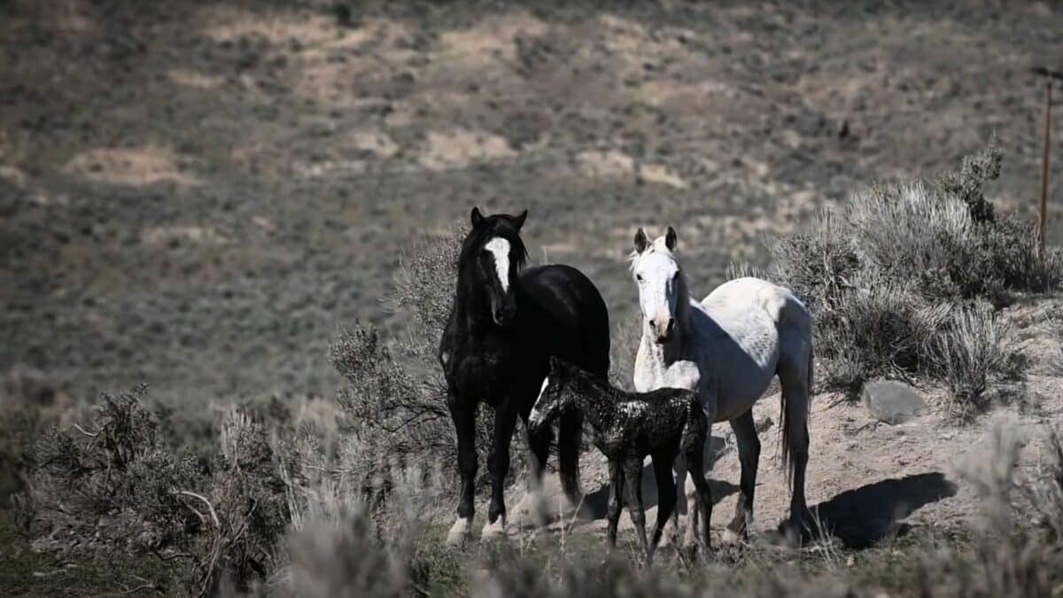 wild horses