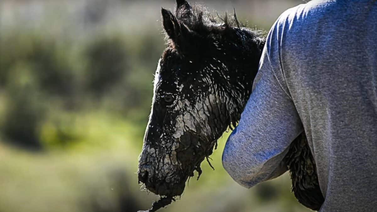 baby wild horse