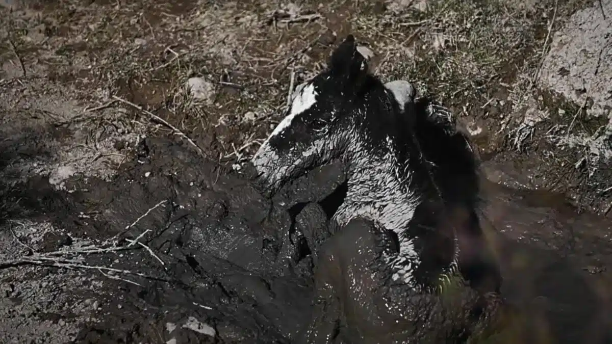 baby wild horse rescued from mud